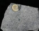 Promicroceras Ammonite - Dorset, England #30719-1